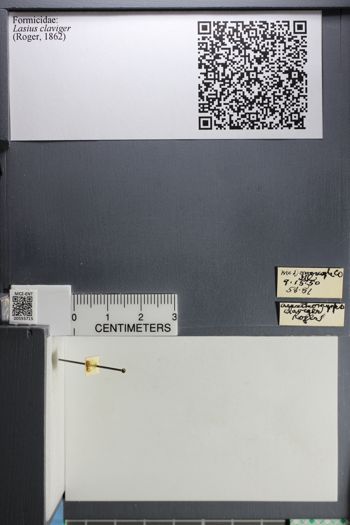 Media type: image;   Entomology 555715